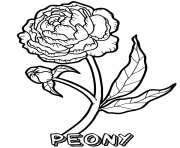 peony flower