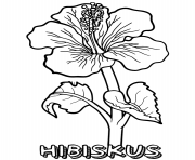 hibiskus flower