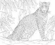 leopard panther member of the Felidae