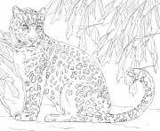 amur leopard Javan leopard