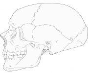 human skull side view