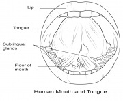 human mouth and tongue