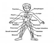 human anatomy kid