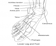 human foot bones