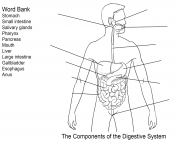 components of digestive system worksheet