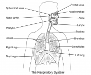 respiratory system by Yulia Znayduk