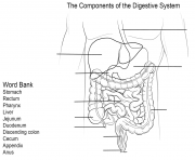 digestive system worksheet
