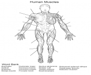 human muscles front view worksheet
