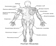 human muscles front view