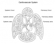 cardiovascular system by Yulia Znayduk