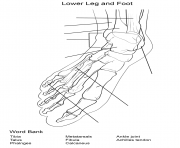 foot bones anatomy worksheet