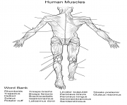 human muscles back view worksheet