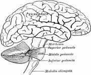 cerebrum brain anatomy