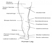 human leg back veiw
