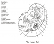 human cell worksheet