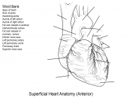 human heart worksheet by Yulia Znayduk