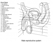 male reproductive system worksheet