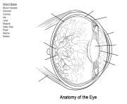 human eye anatomy worksheet
