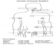 immune system worksheet