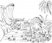 Two Triceratops in search of food