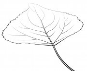 lombardy poplar leaf