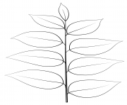 kentucky coffee leaf
