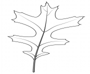 pin oak leaf