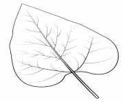 nothern catalpa leaf