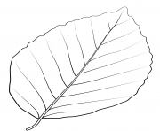 copper beech leaf