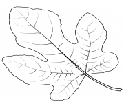 common fig leaf