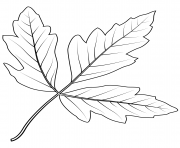 paperbark maple leaf
