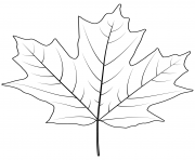 sugar maple leaf