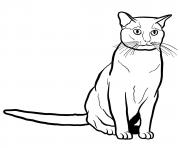Printable burmese cat coloring pages