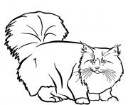 Printable norwegian forest cat coloring pages