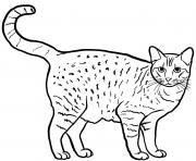 Printable the ocicat coloring pages