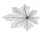 fall maple leaf doodle for adults