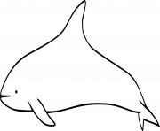 White Beaked Dolphin