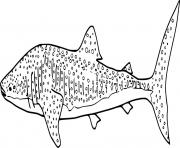Realistic Whale Shark