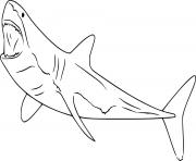 Swimming White Shark