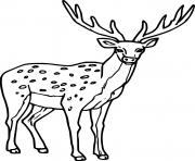 Male Spotted Deer