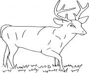 Big Deer on the Grass