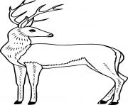 Realistic Elegant Deer